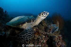 Turtle watching the reef by Volker Lonz 